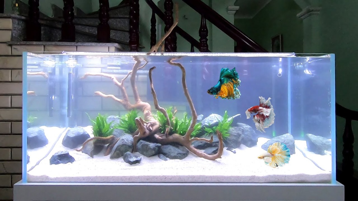 Spruce Up Your Fish Tank: Fun And Creative Decoration Ideas!